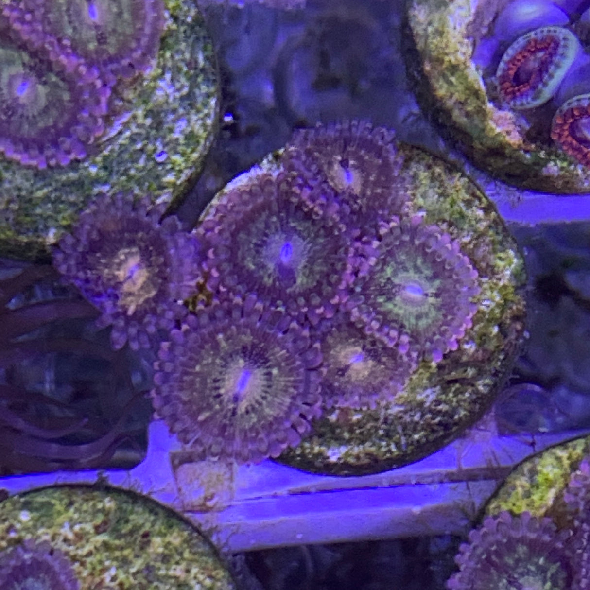 6 polyp Zoa frag