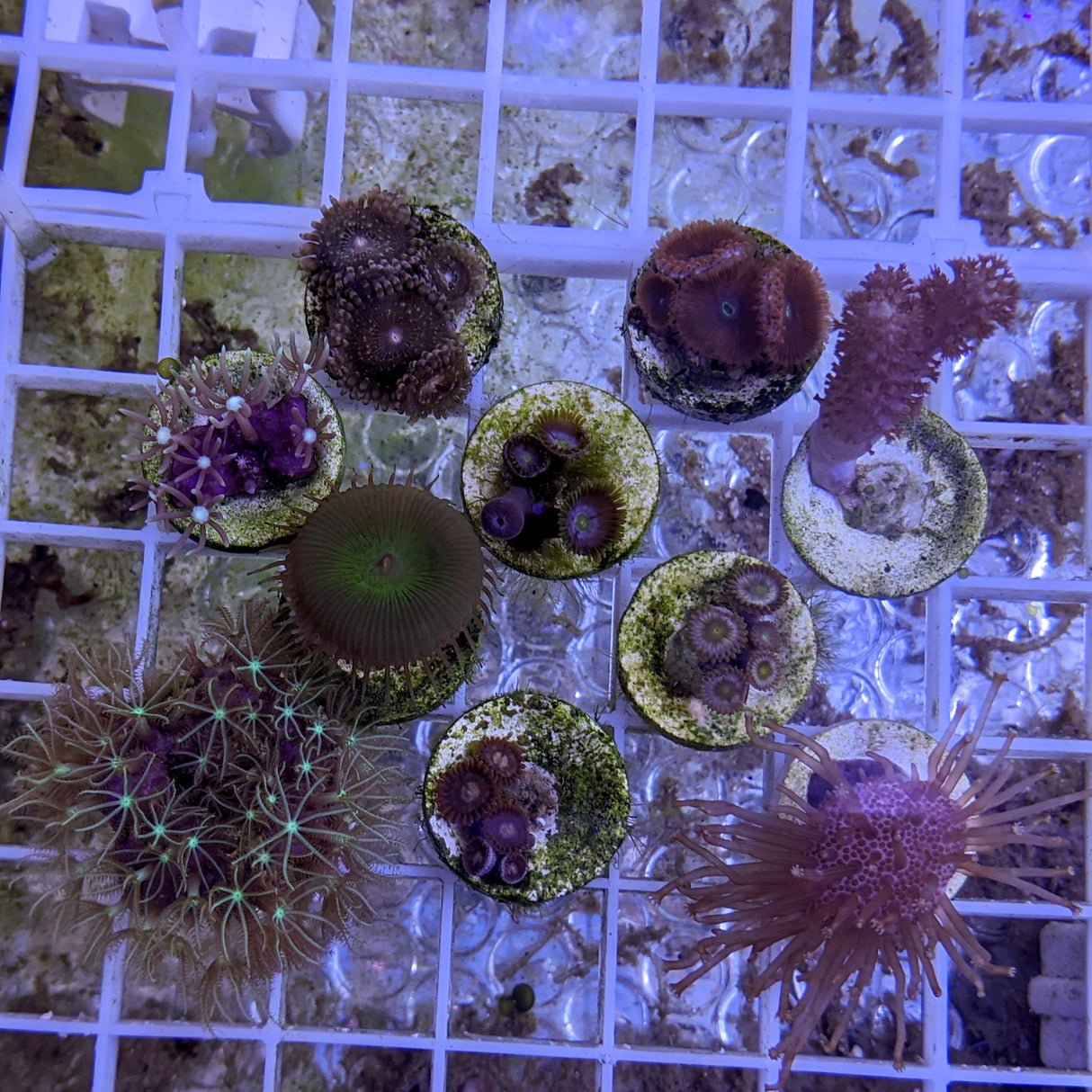 Soft Coral Starter Pack