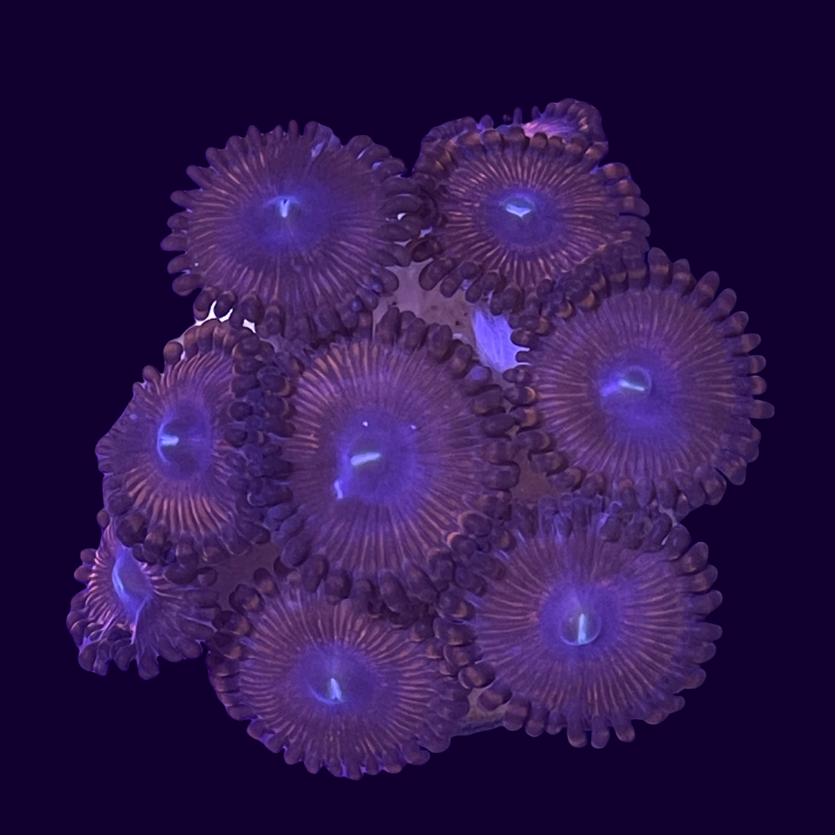 Zoa Mini Colony