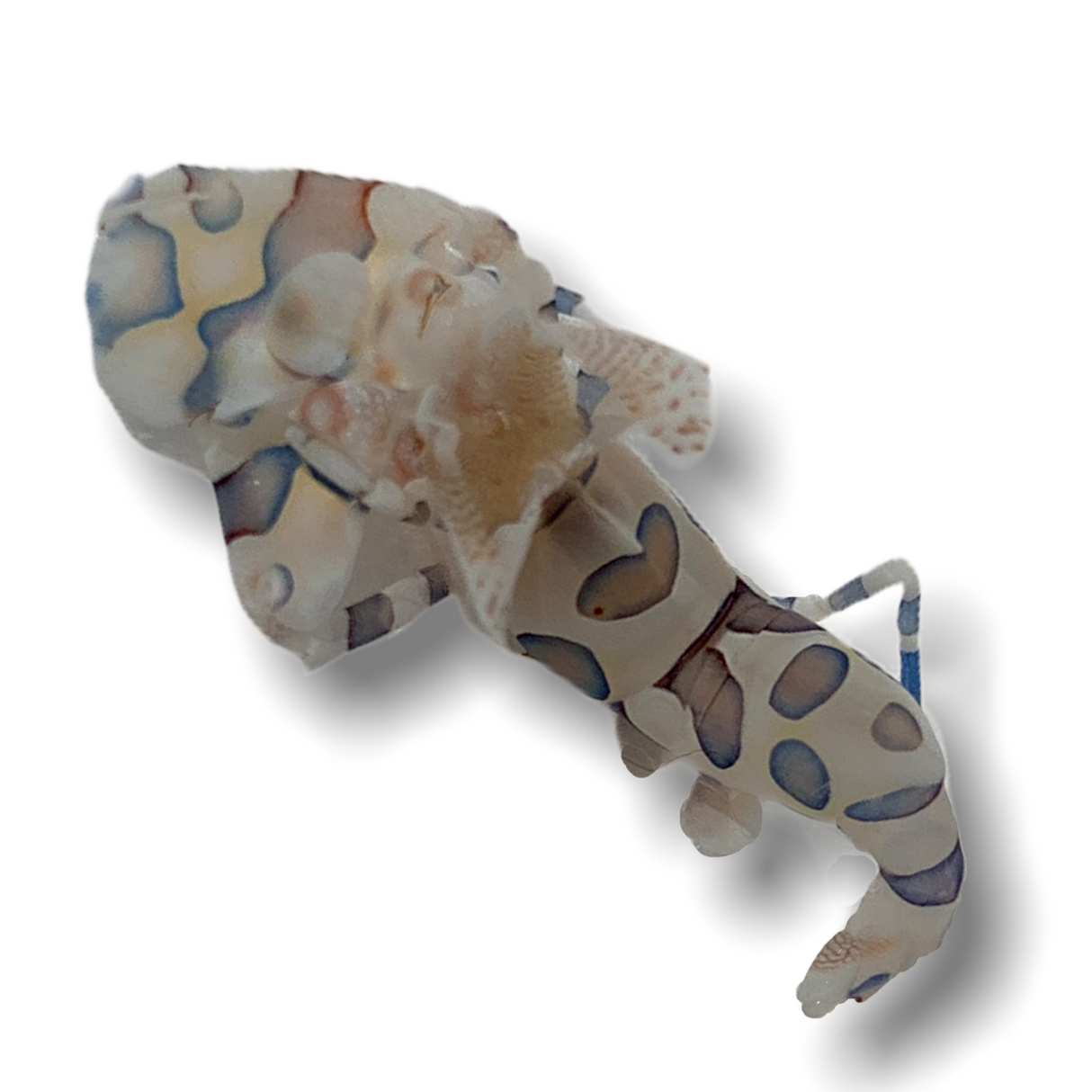 Harlequin Shrimp (Collection Only)