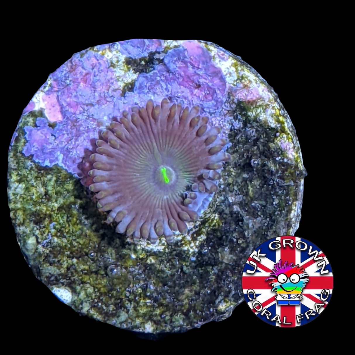 Green People Eater Zoa Frag (UK Grown)