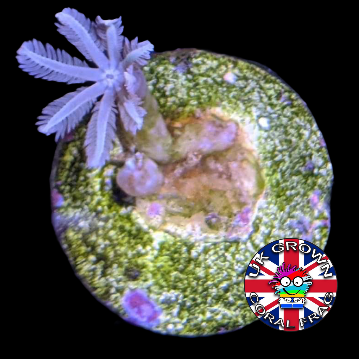 Clove Polyp (UK Grown)