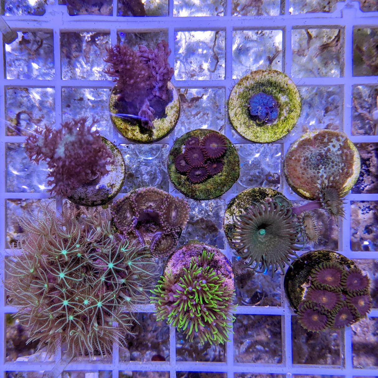 Soft Coral Starter Pack