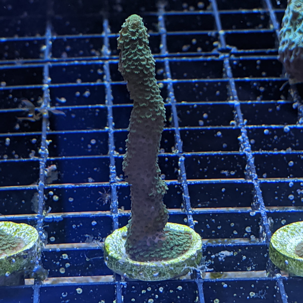 Green Montipora digitata