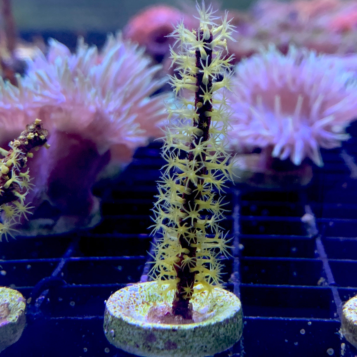 Yellow Polyp Photosynthetic Gorgonian