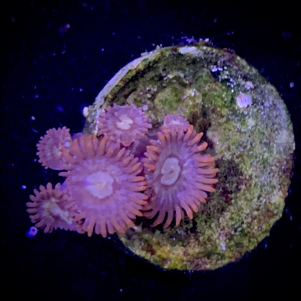 Zoa Frag