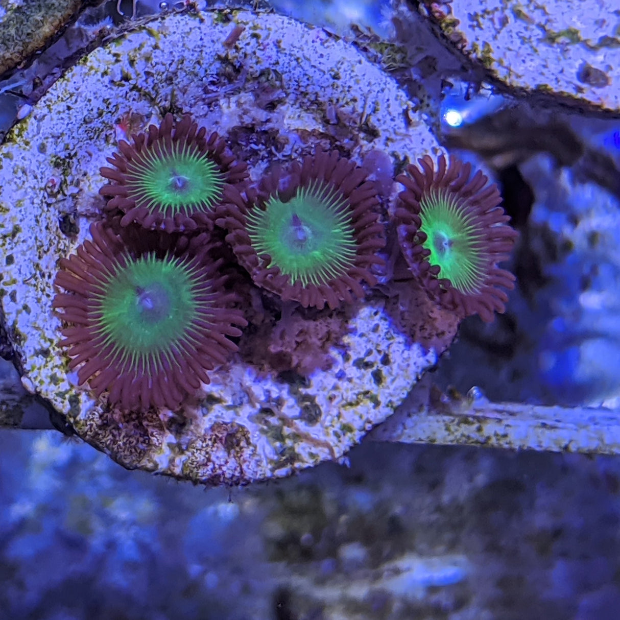 4 polyp Zoa frag