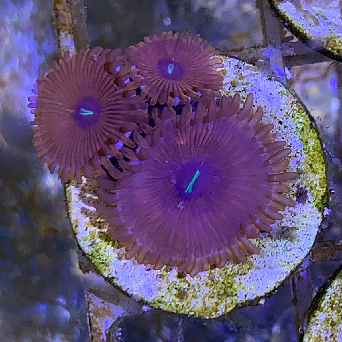 Zoa frag