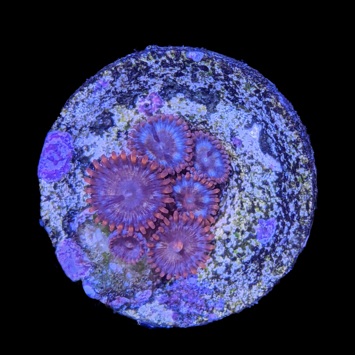 Zoa Frag