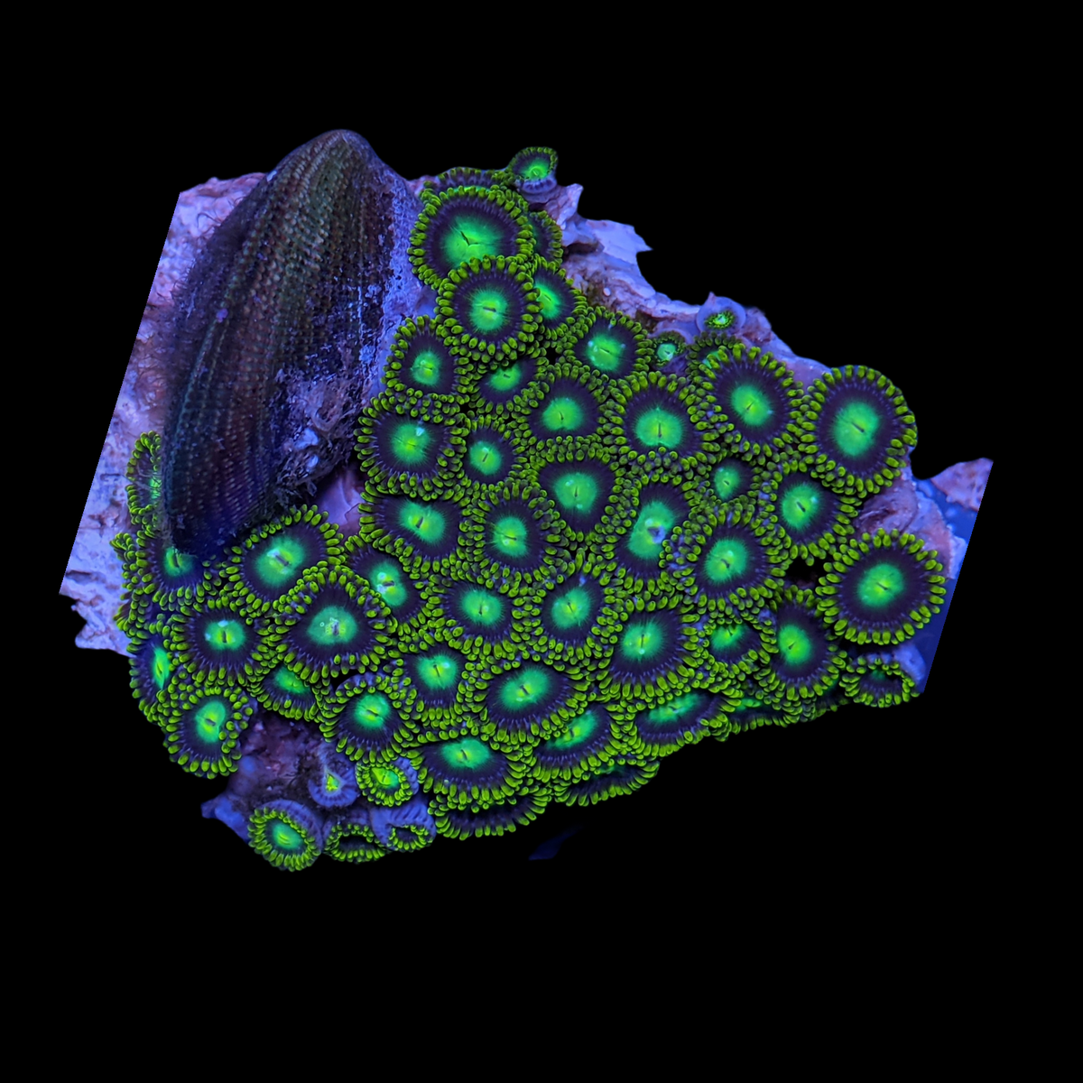 Mini Zoa Colony