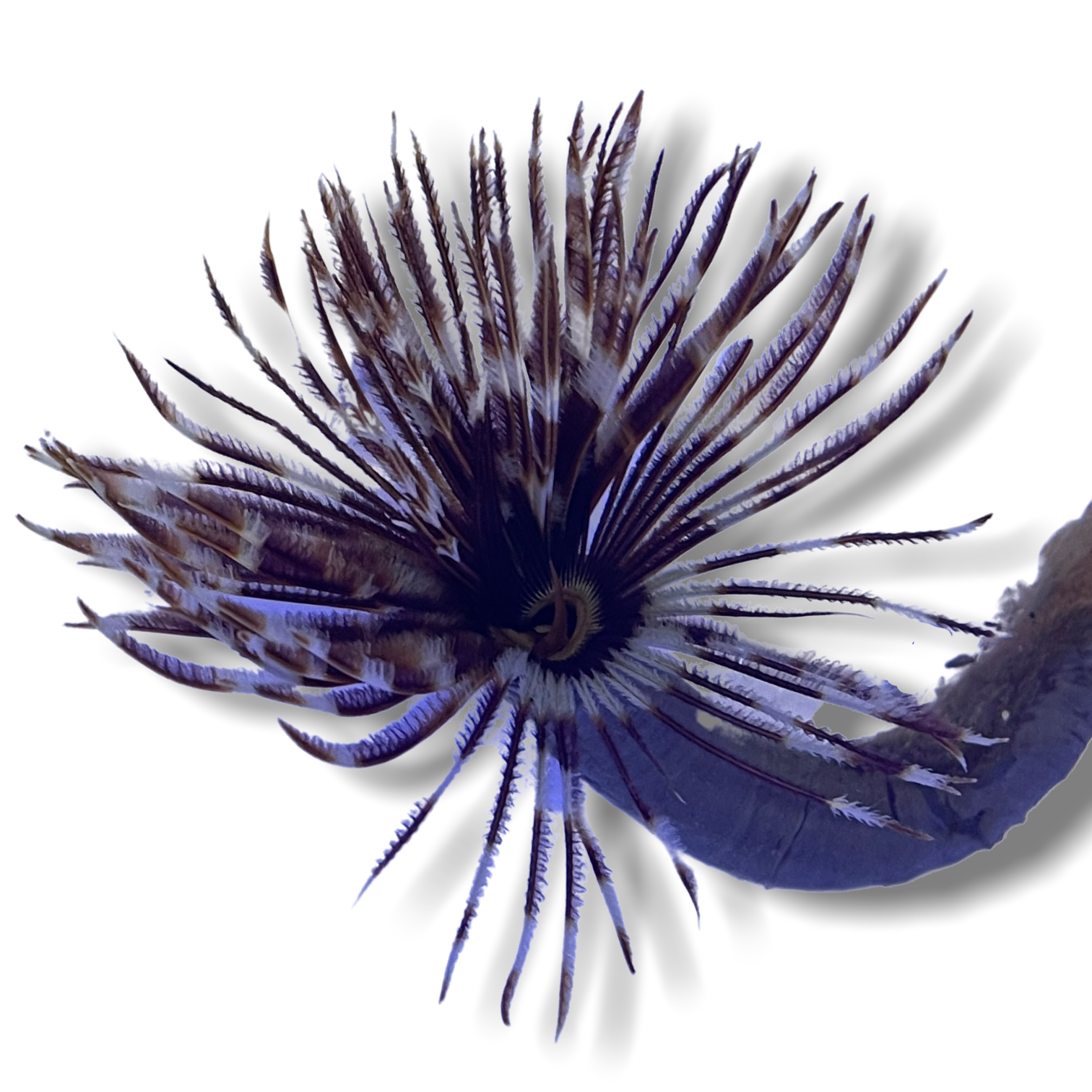 Feather Duster Fan Worm (Collection only)