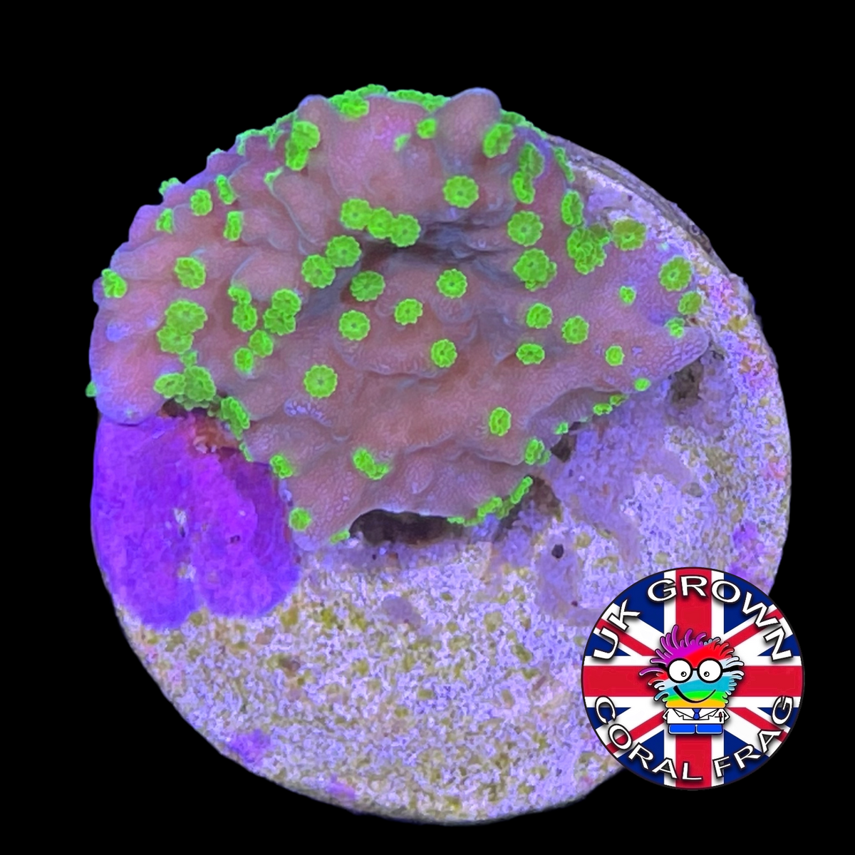 Hirsuta Montipora (UK Grown)