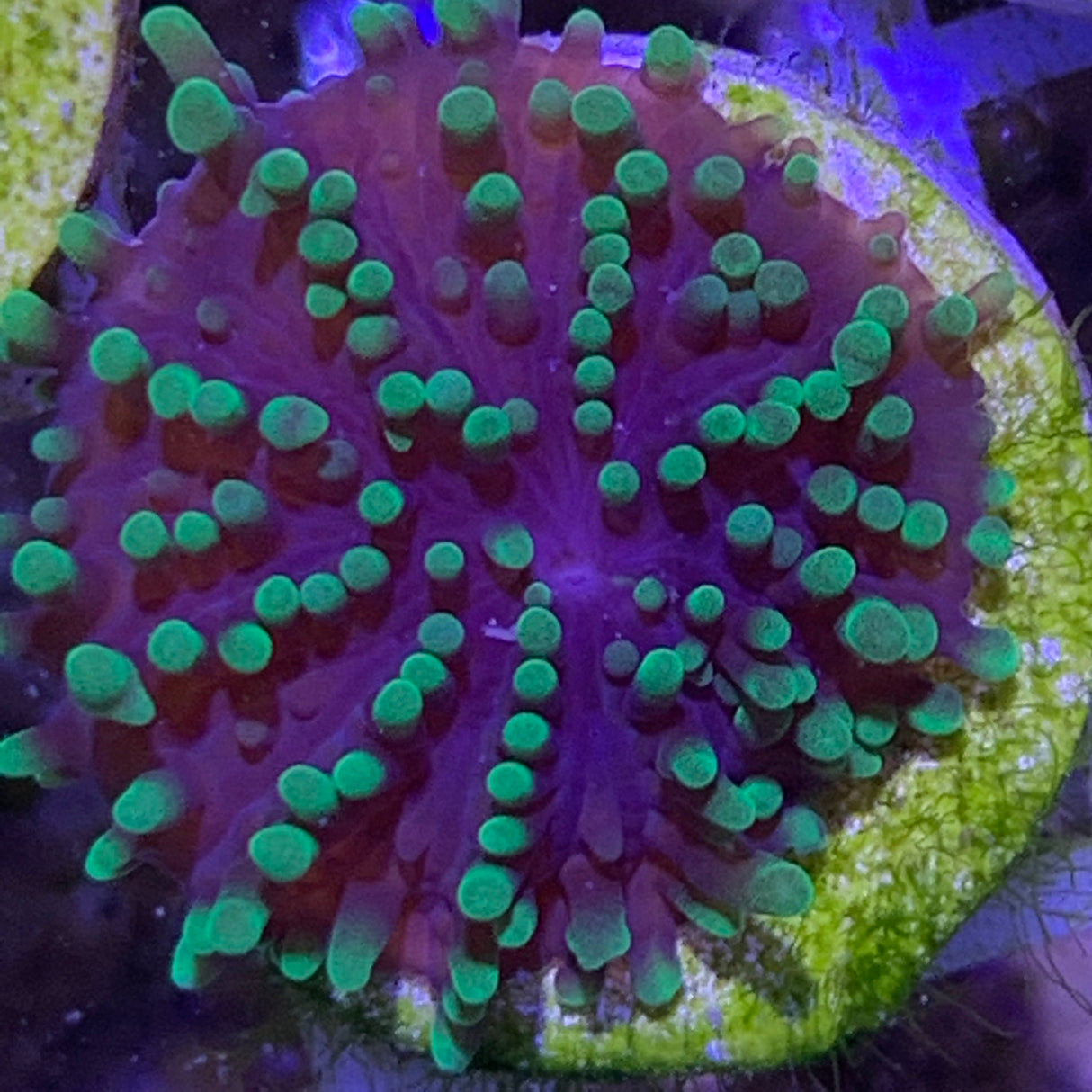 Green fizzy Mushroom