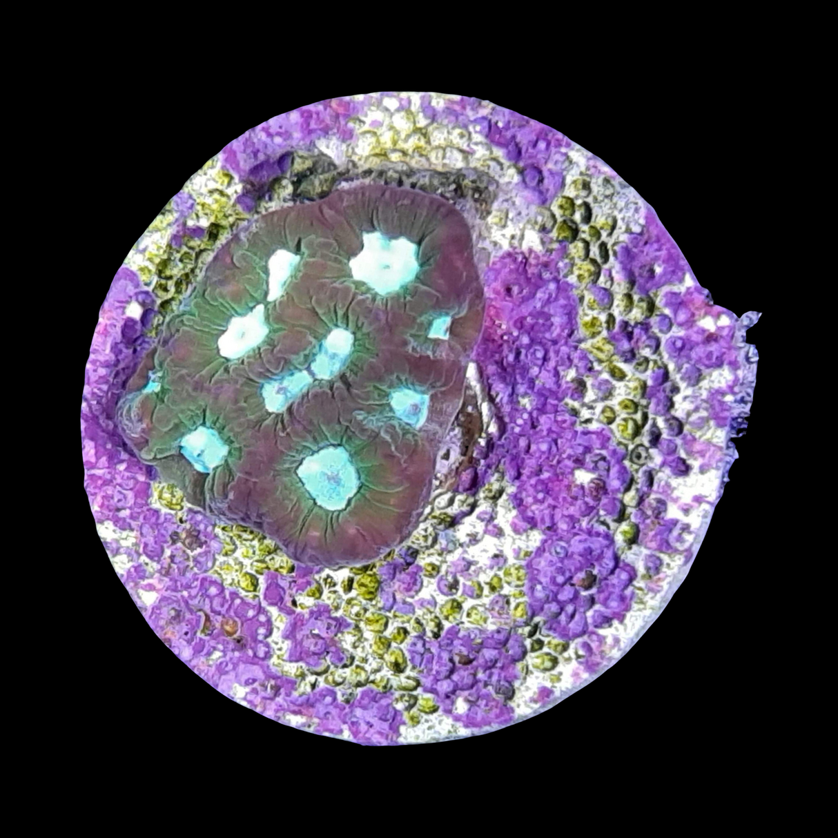 Emerald City Plesiastrea