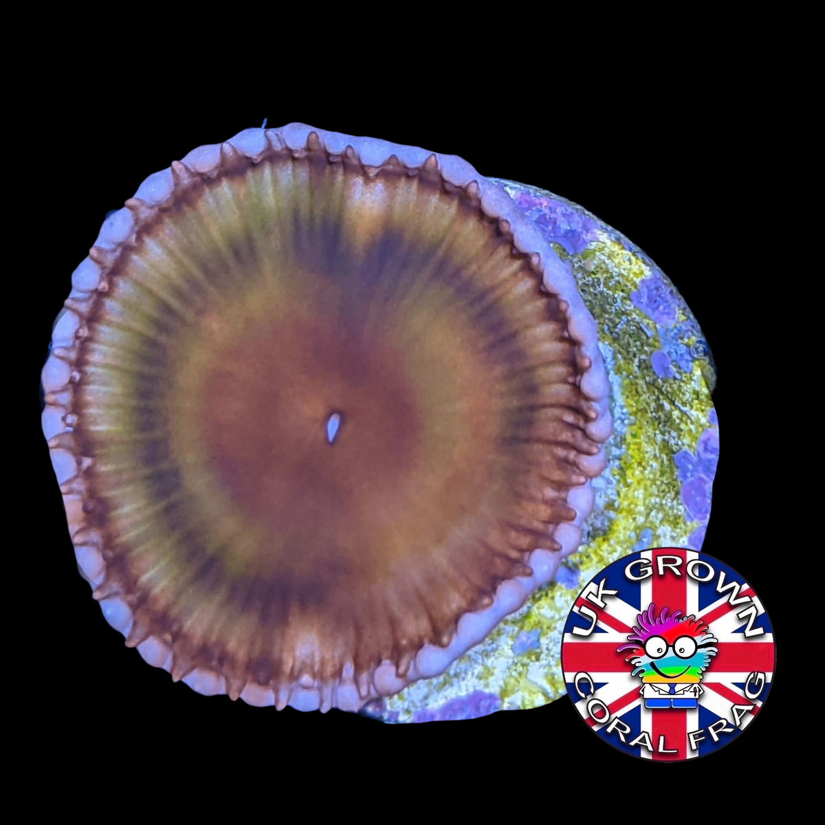Grandis Paly Zoa Frag (UK Grown)