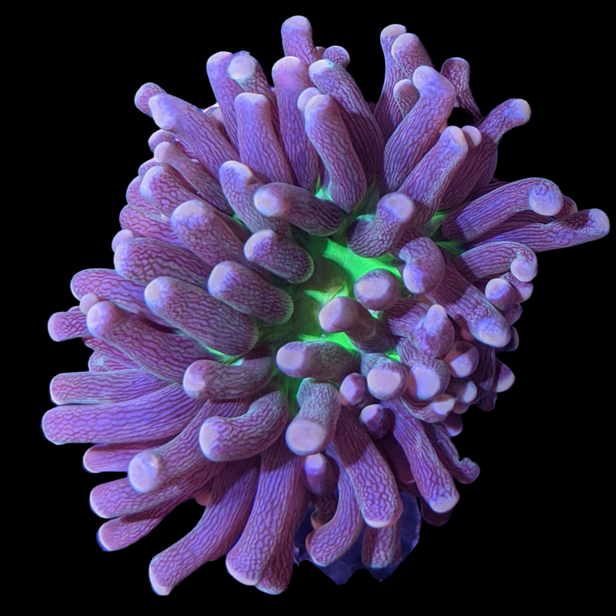 White Tip Torch Frag