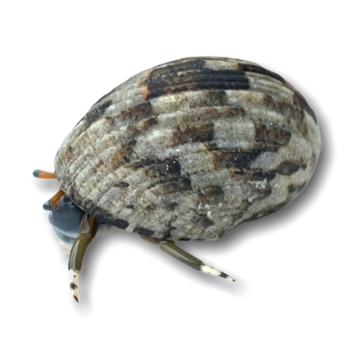 Blue Eye Hermit Crab (Collection Only)