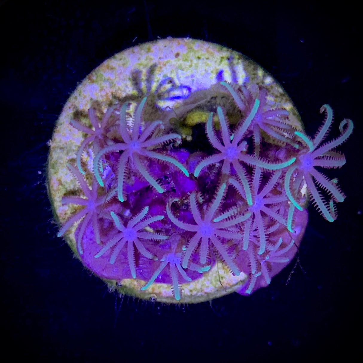 Star Polyps