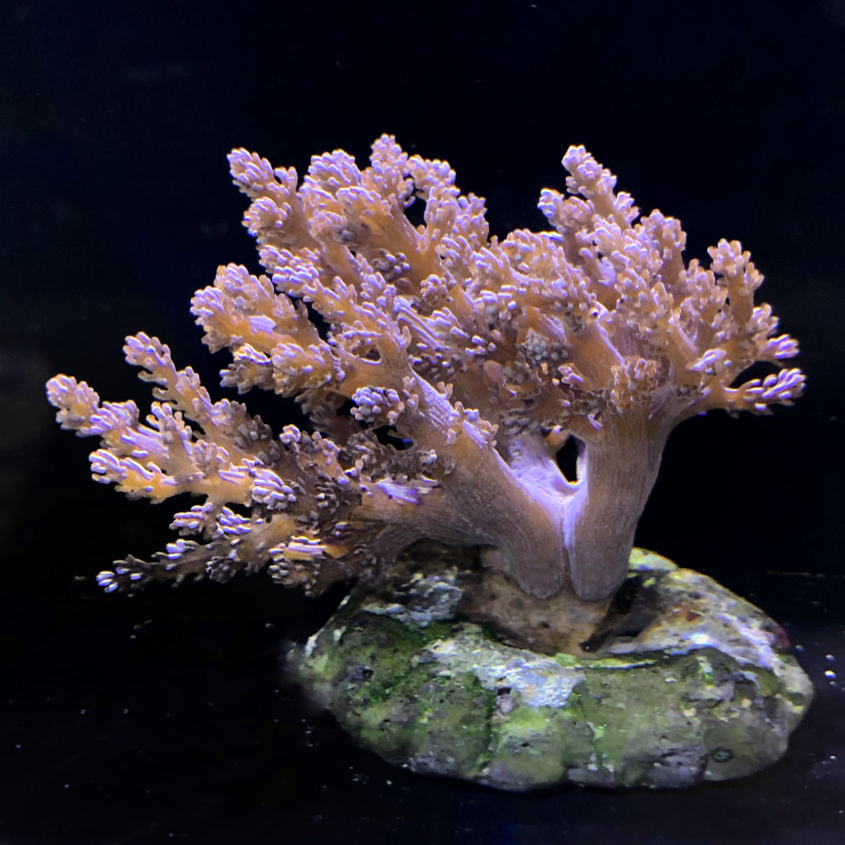 Litophyton Colony