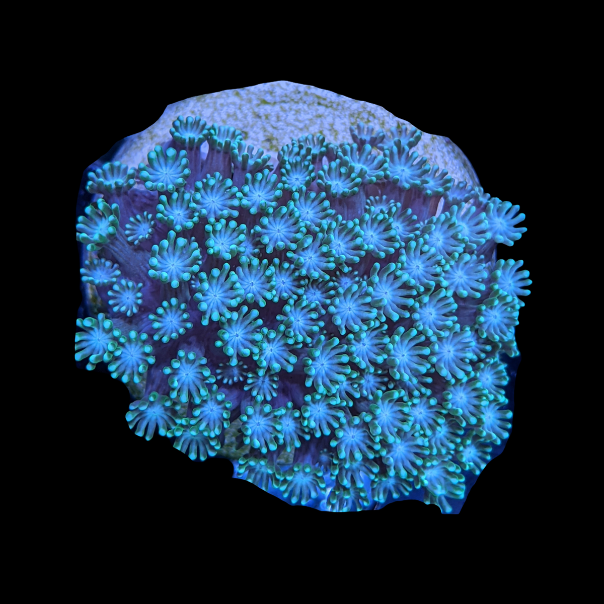 Green Alveopora