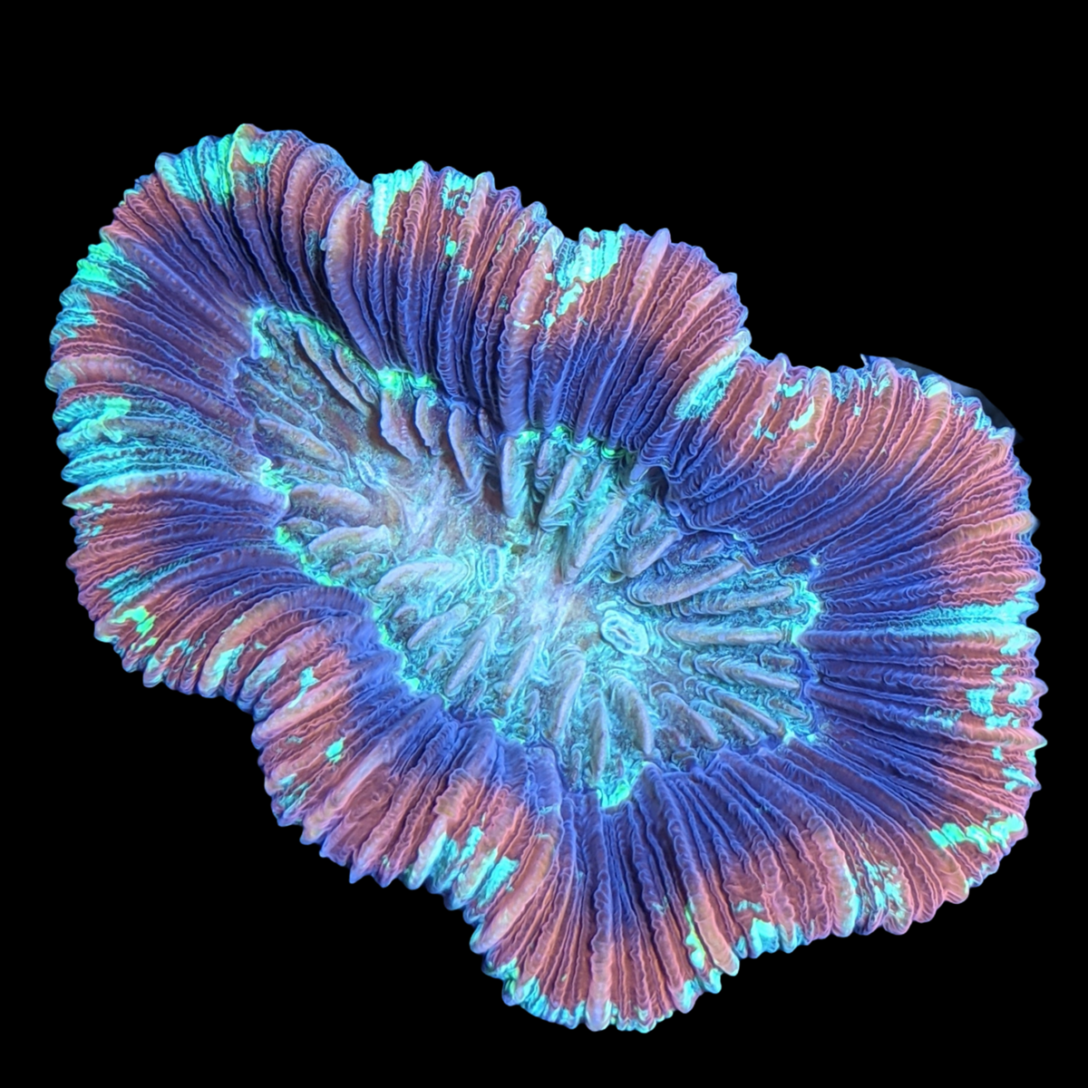 Trachyphyllia (Collection Only)