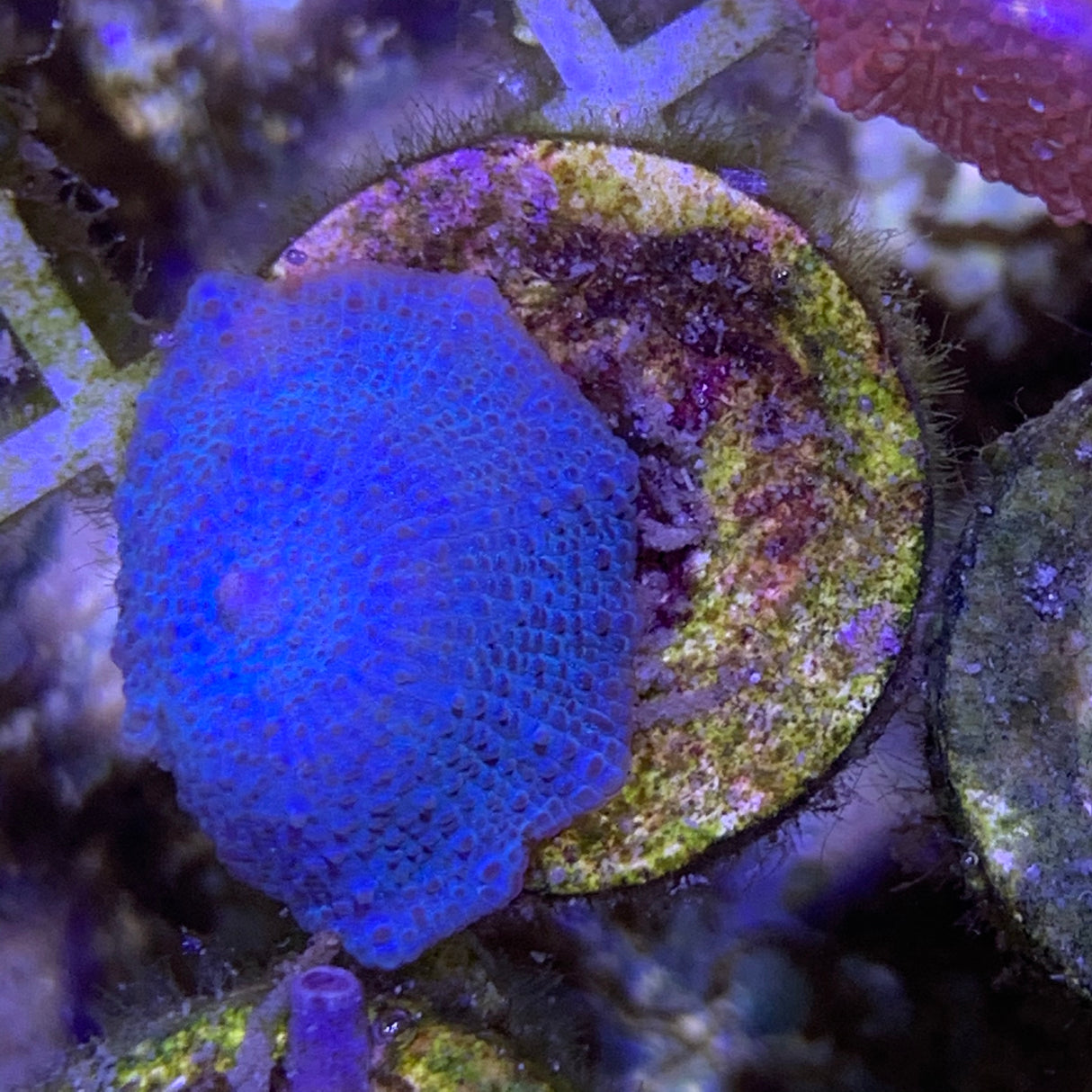 Blue Mushroom