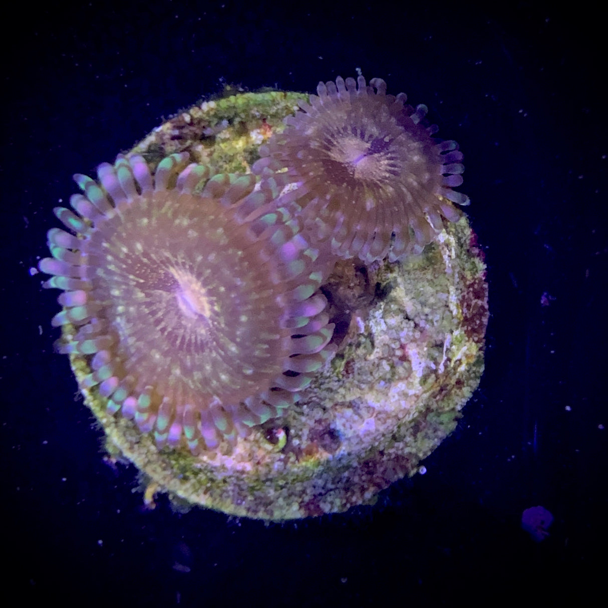 Zoa Frag