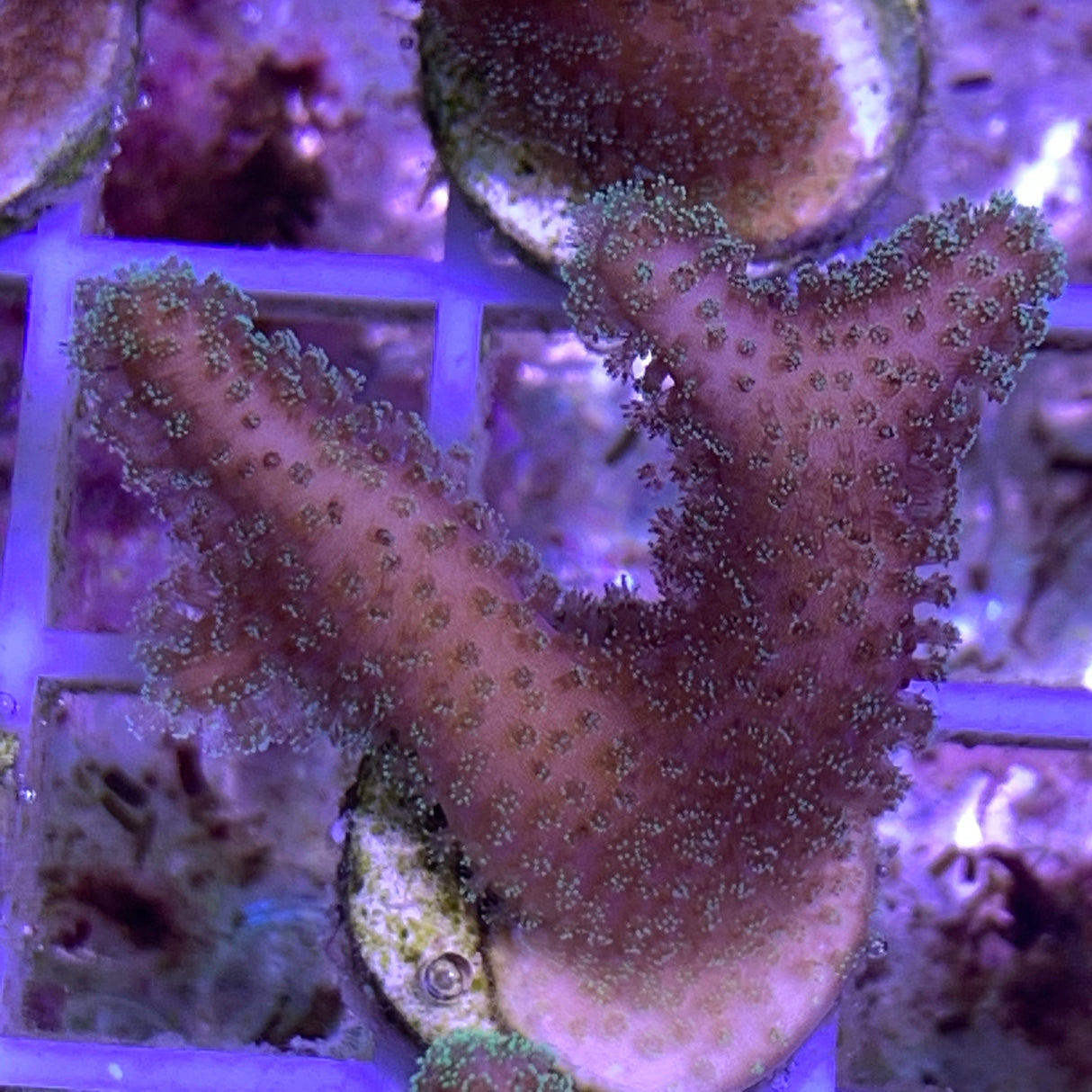 Green polyp Stylophora Pistillata