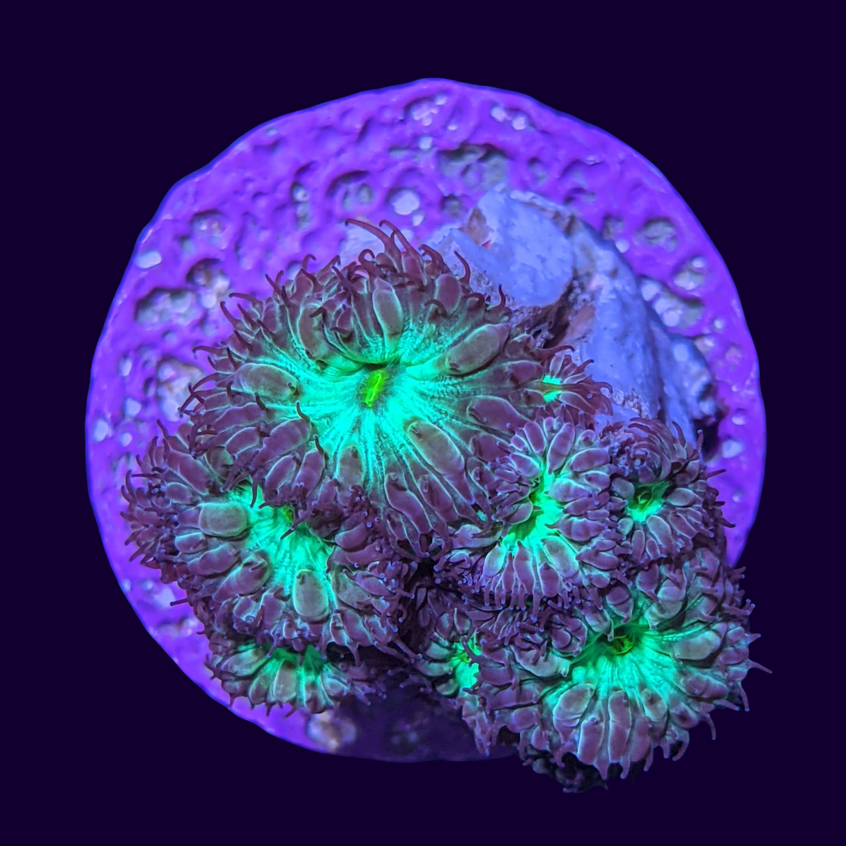 Red & Green Blastomussa