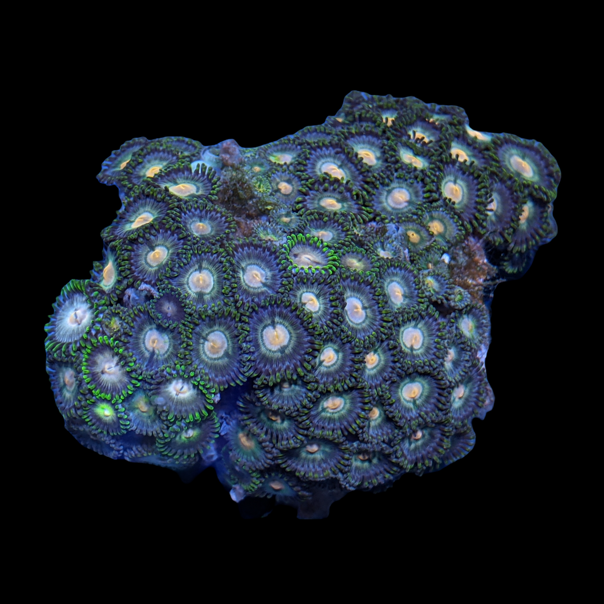 Mini Zoa Colony
