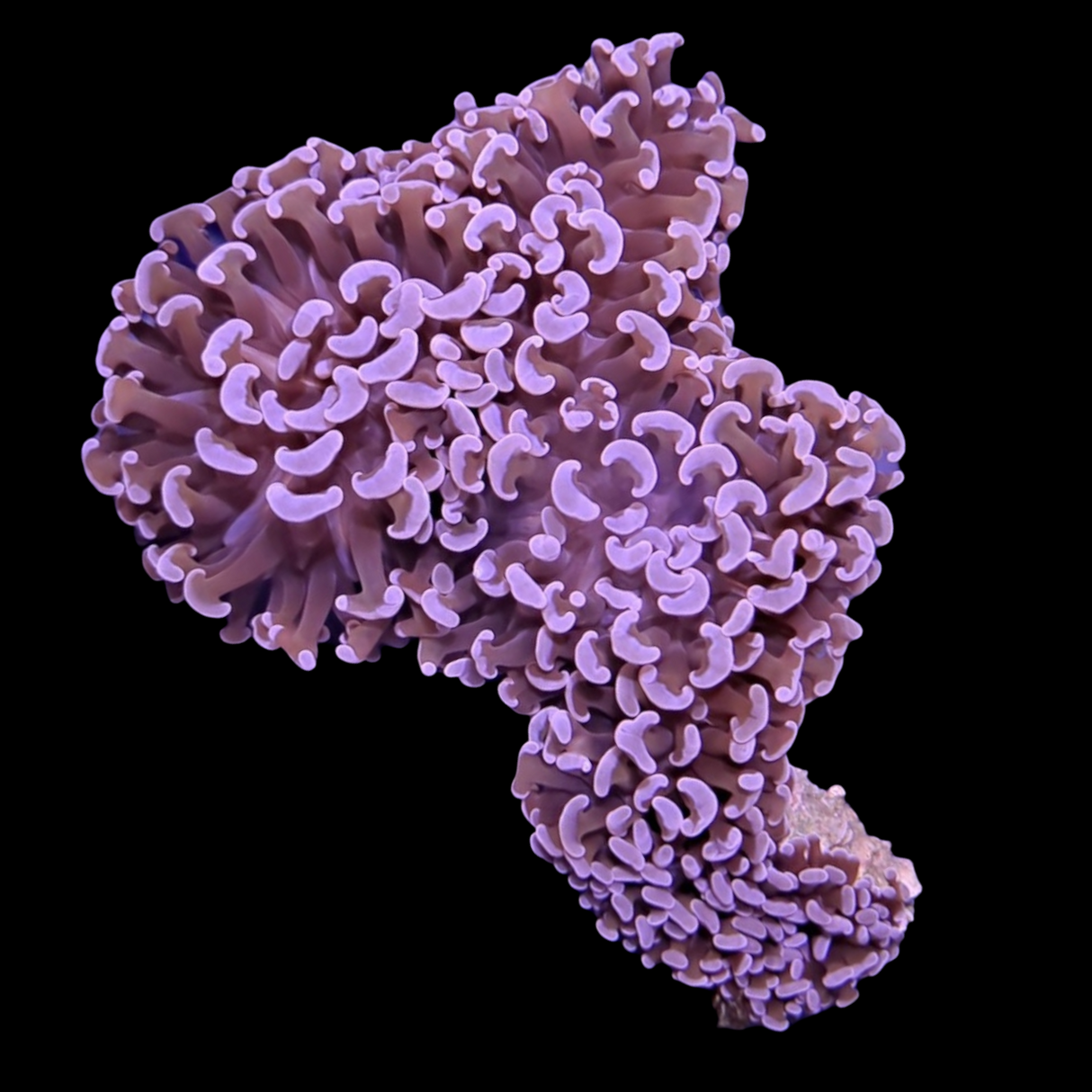 Wall Hammer Euphyllia Ancora Large (Collection Only)