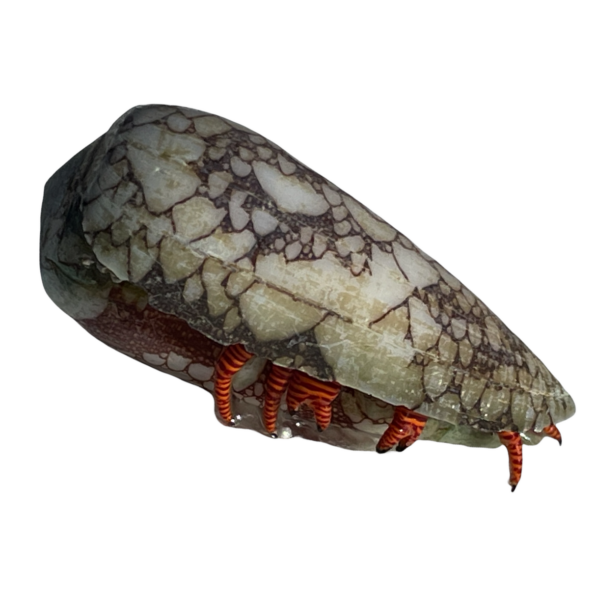 Halloween Hermit Crab