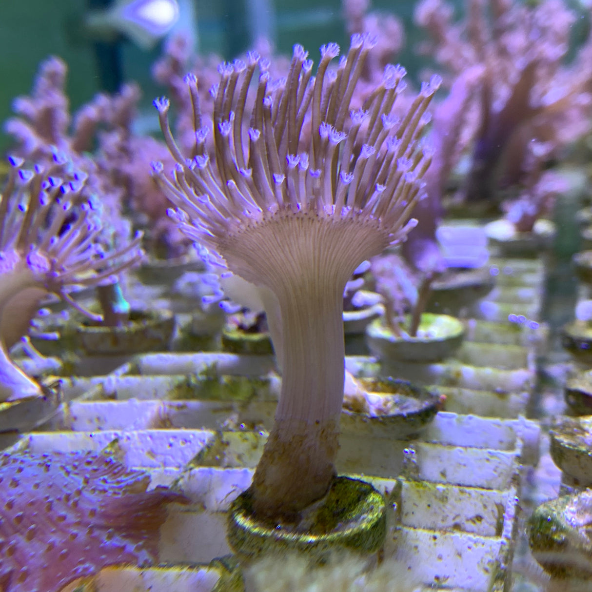 Toadstool Coral