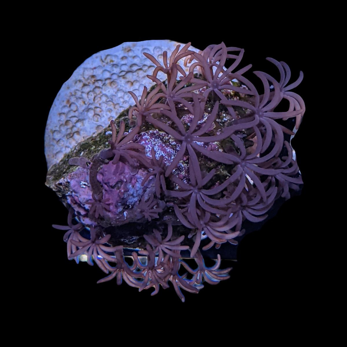 Star Polyps (Large Plug)
