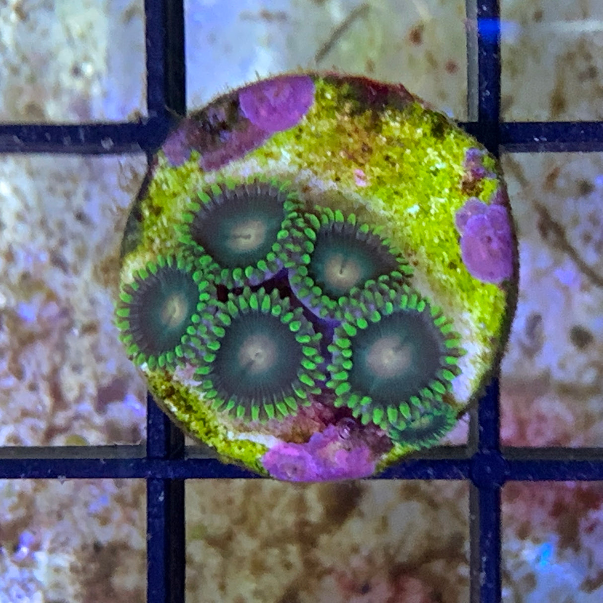 5 Polyp Zoa frag