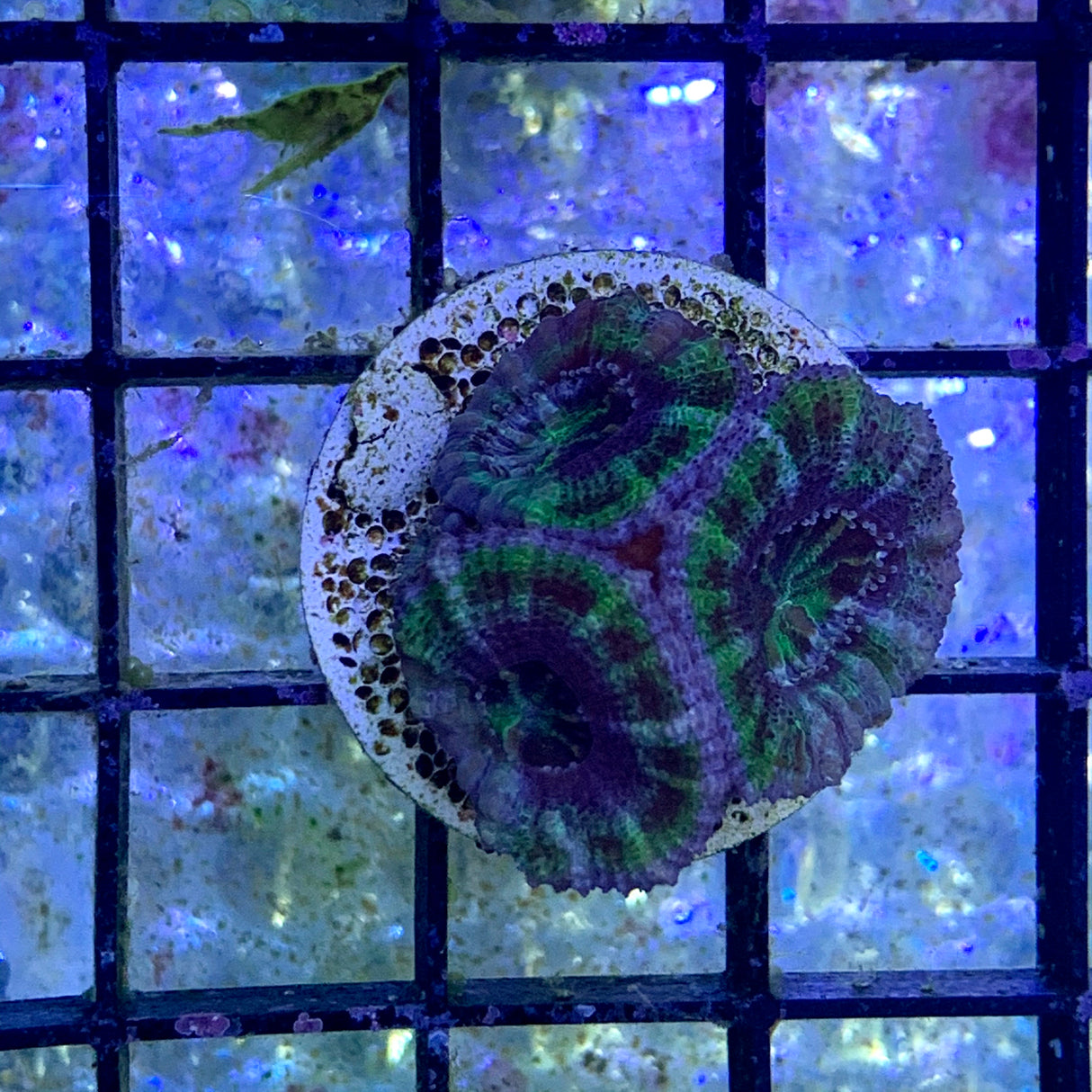 3 Head Acan Frag