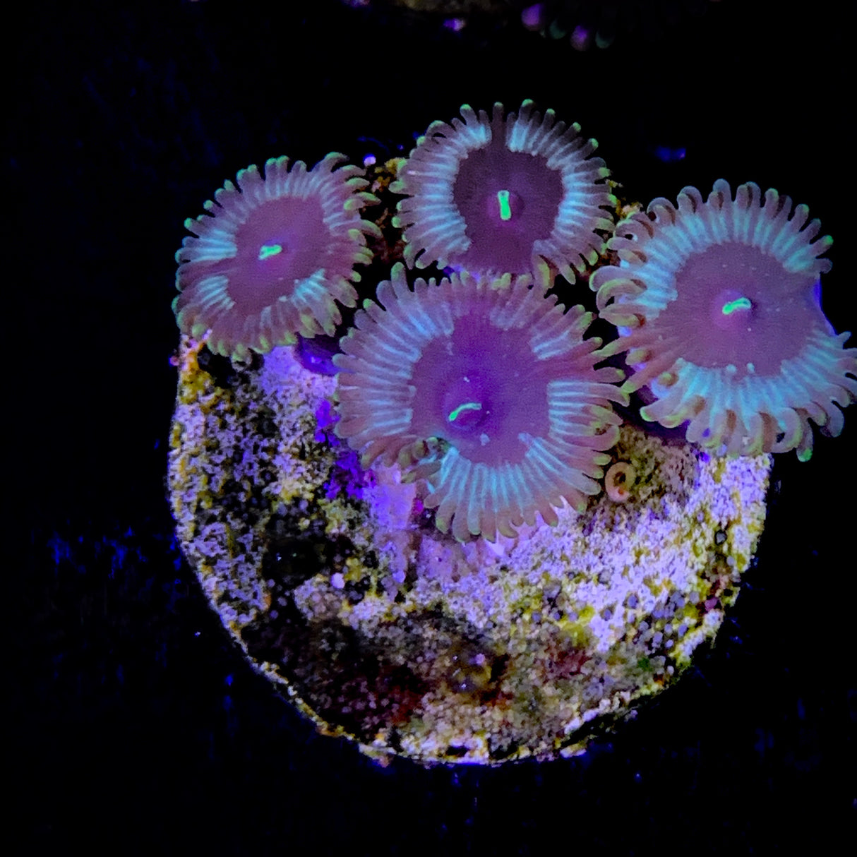 Zoa Frag