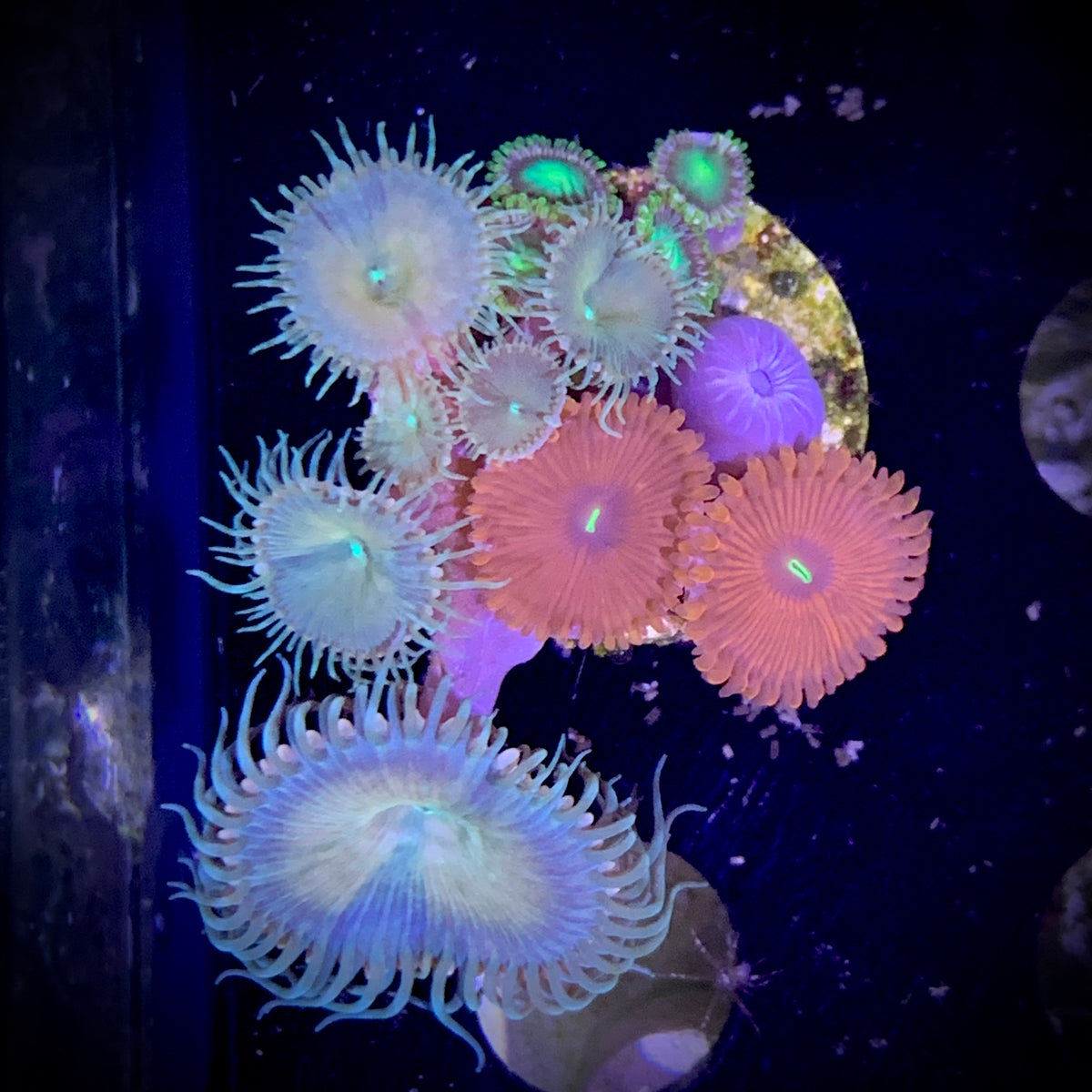 Zoa Frag