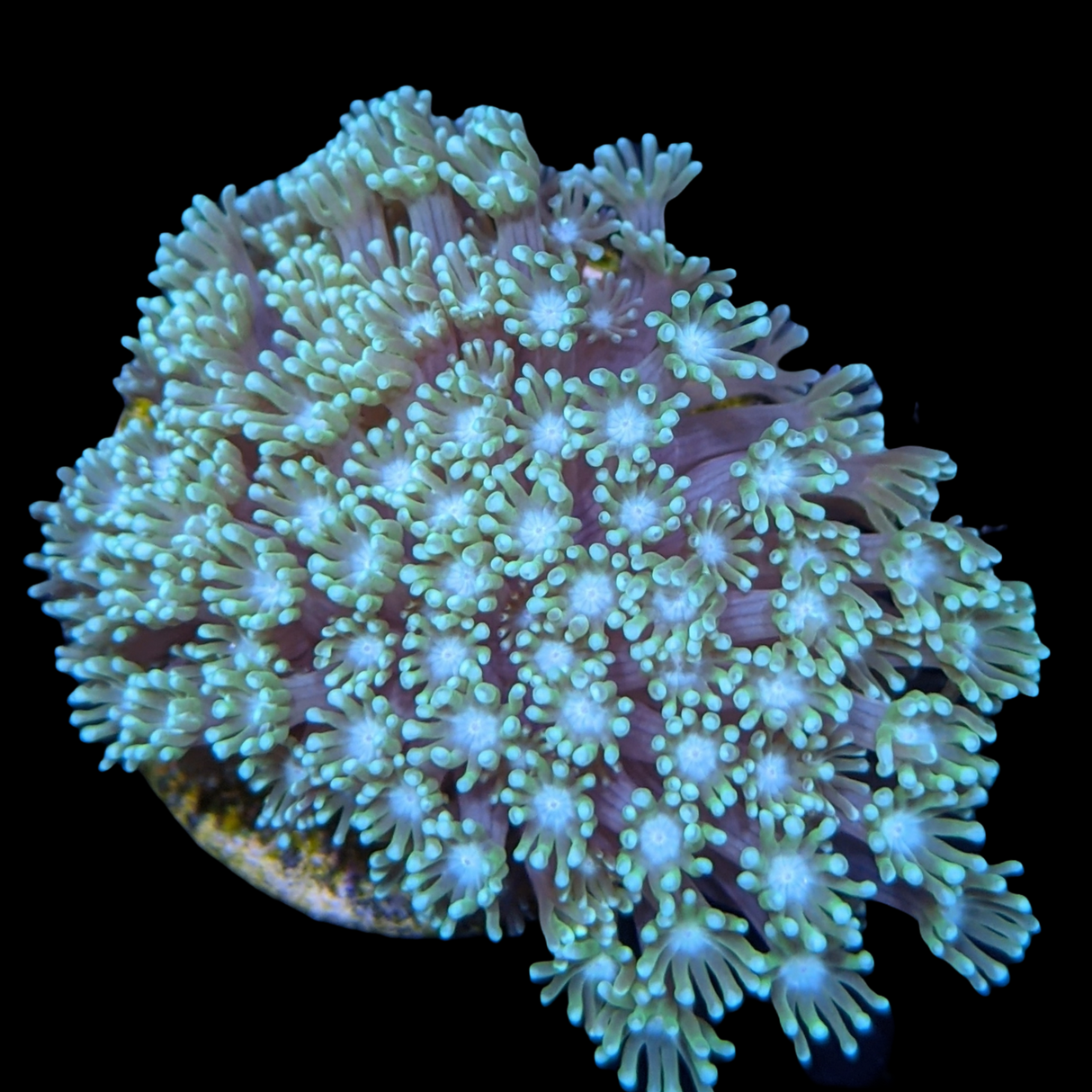 Mint Green Goniopora