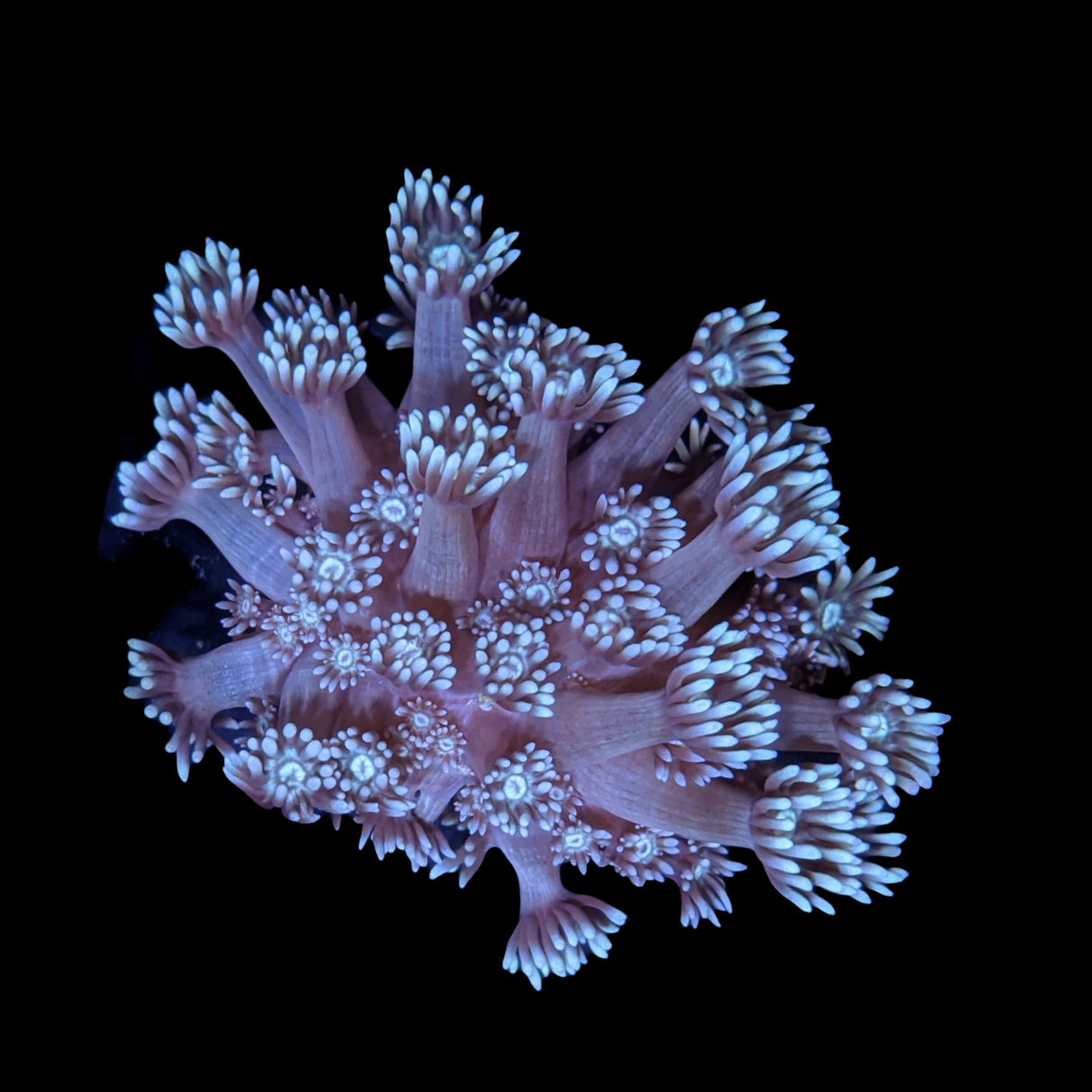 Mint Green Goniopora