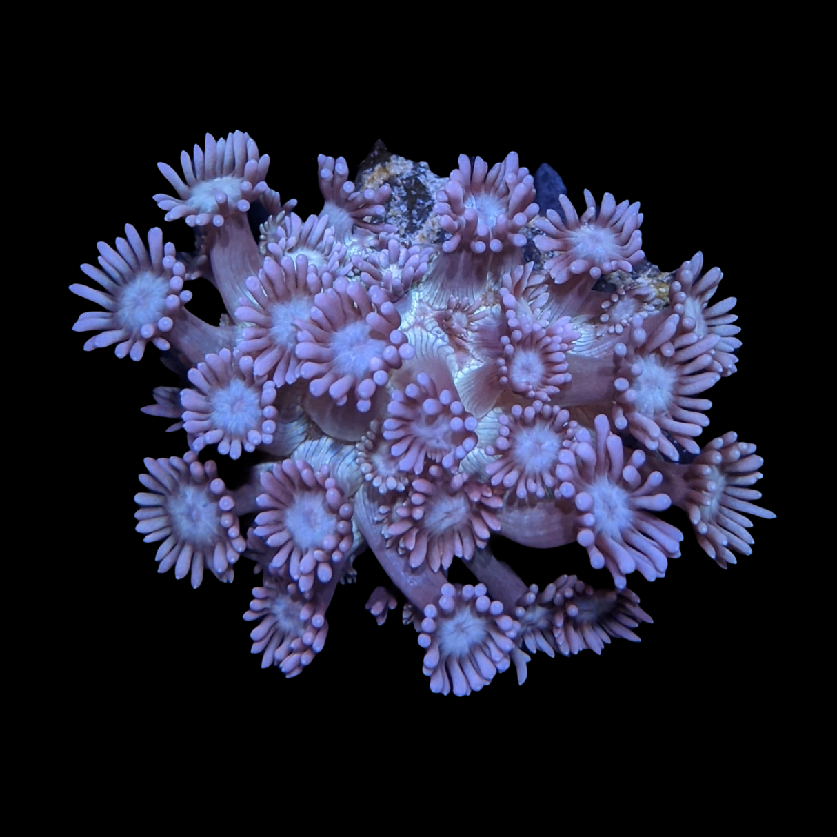 Pink & Green Goniopora