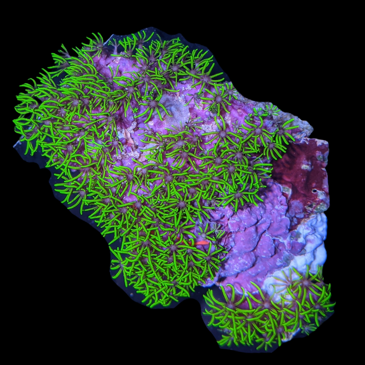 Star Polyps Mini Colony