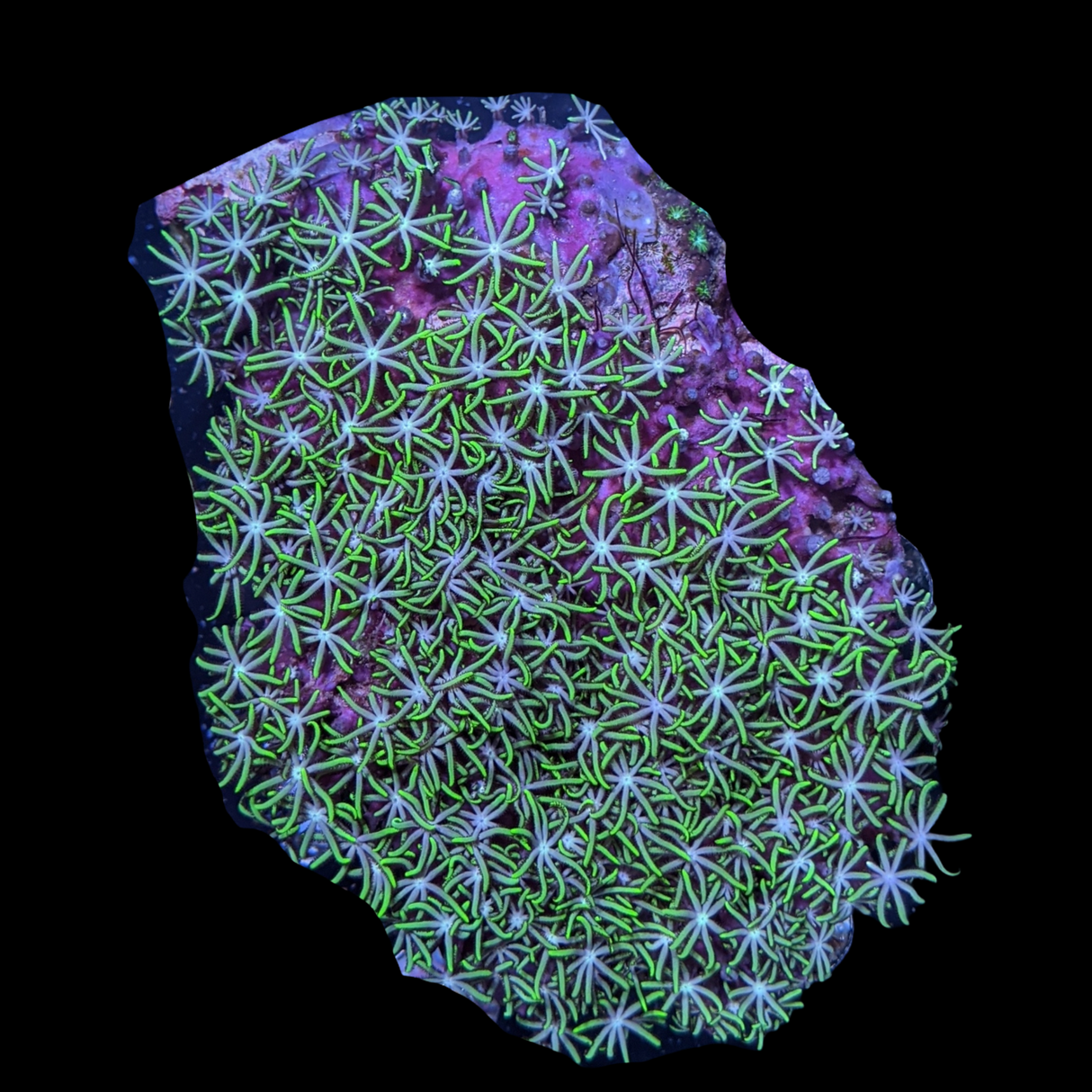 Star Polyps Mini Colony