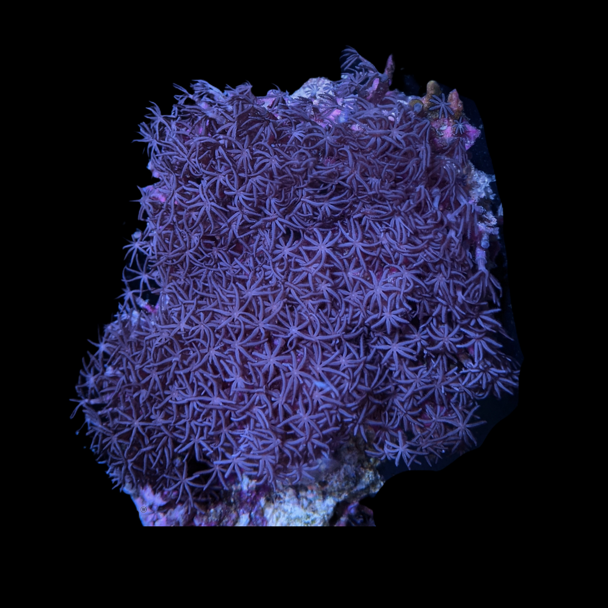 Star Polyps Mini Colony