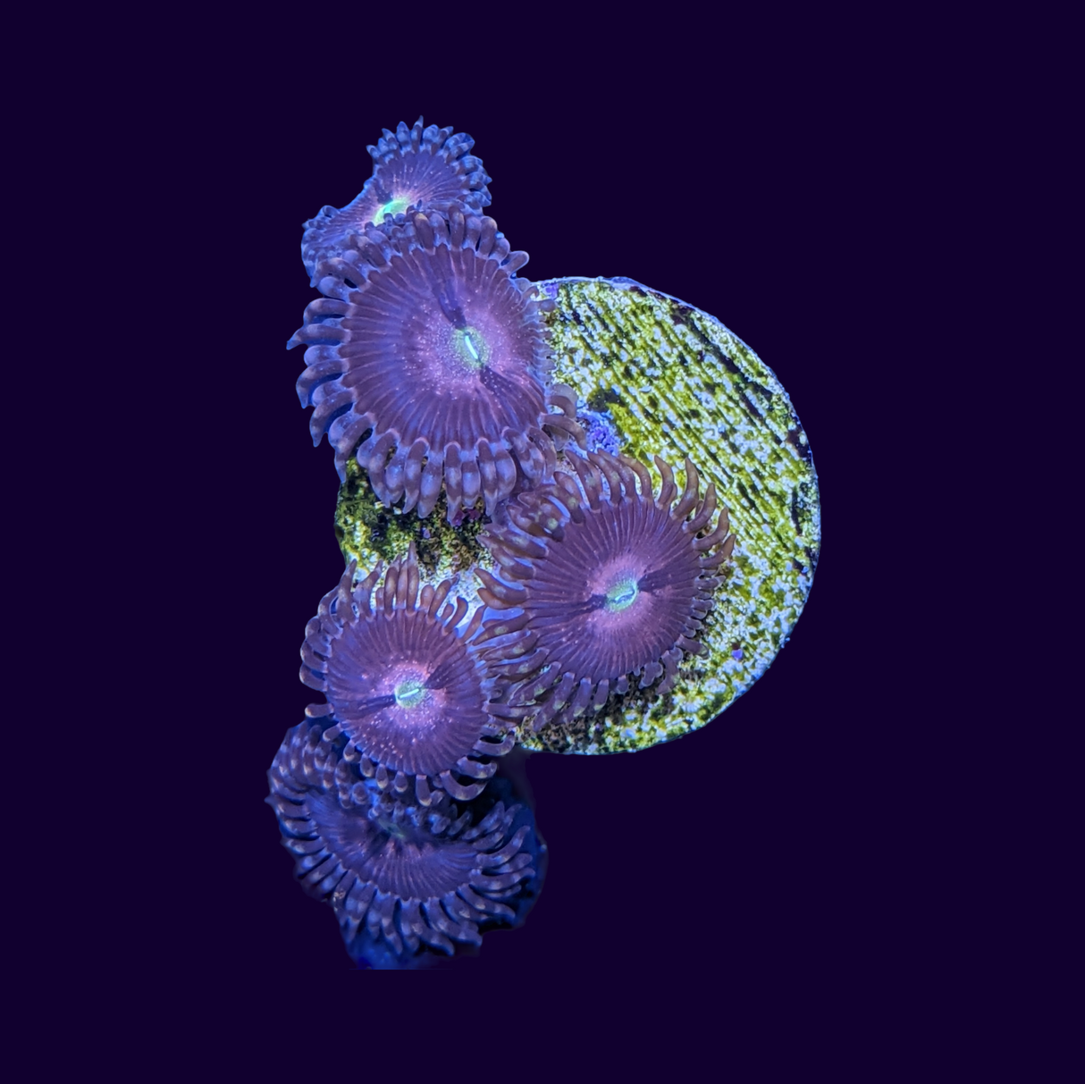 Purple Bee Zoa Frag