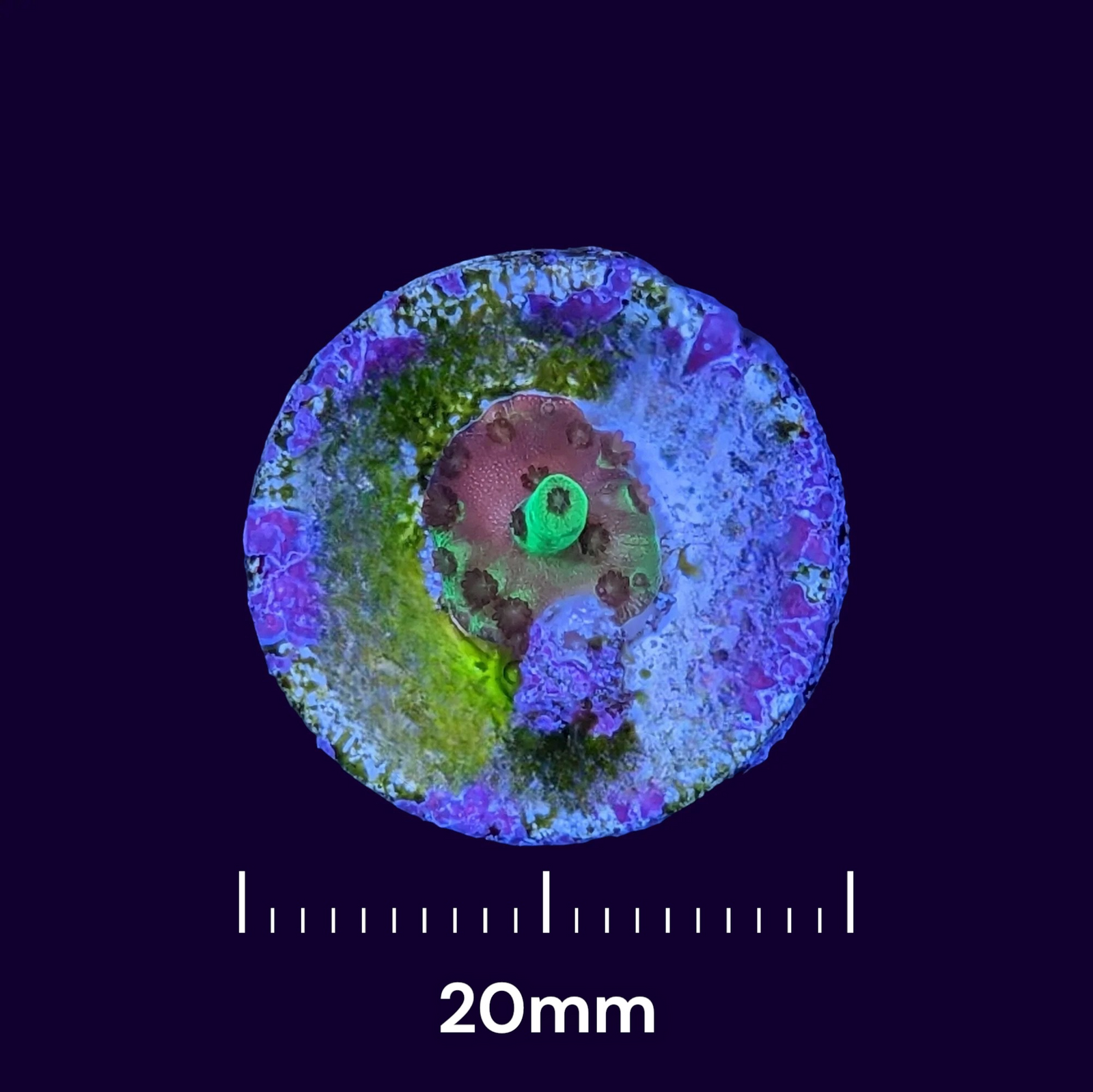 Microfrags - Why don't we see them in aquariums?