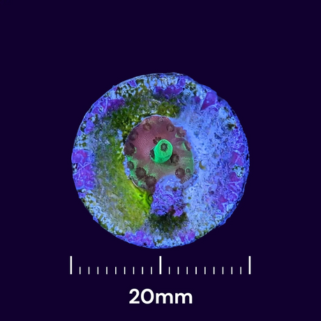 Microfrags - Why don't we see them in aquariums?
