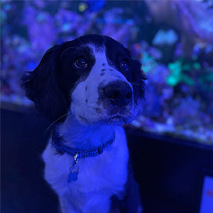 Oscar - Entertainment Manager