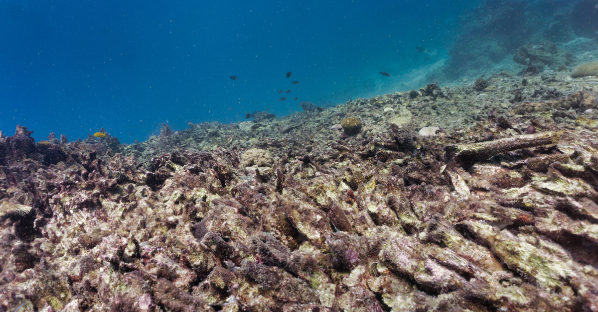 The Human Impact of Coral Degradation: How Waterway Pollution Comes Full Circle