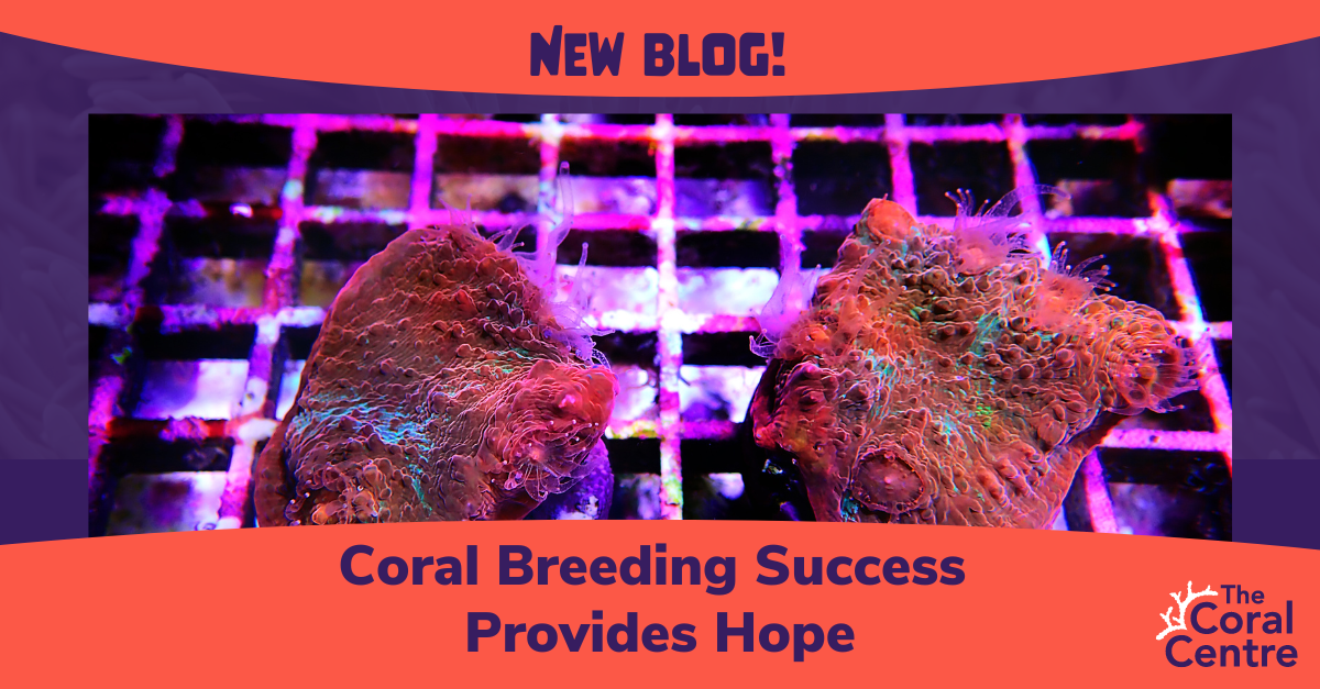 Coral Breeding Success Provides Hope – thecoralcentre